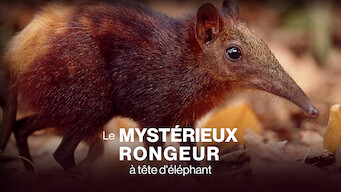 Le Mystérieux Rongeur à tête d'éléphant (2008)