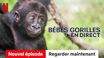Bébés gorilles en direct (2023)