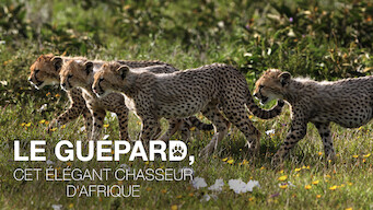 Le Guépard, cet élégant chasseur d'Afrique (2013)